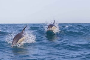 Lisbon: Dolphin Watching with Marine Biologist