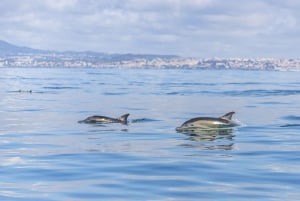 Lisbon: Dolphin Watching with Marine Biologist