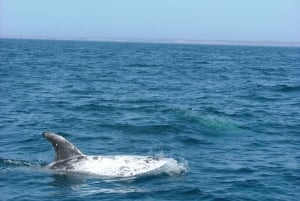 Lisbon: Dolphin Watching with Marine Biologist