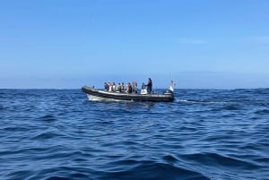 Lisbon: Dolphin Watching with Marine Biologist