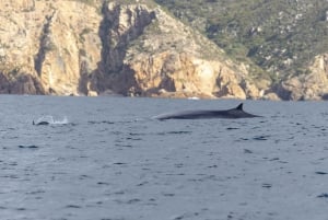 Lisbon: Dolphin Watching with Marine Biologist