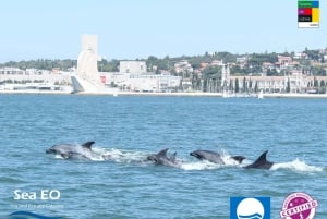 Lisbon: Dolphin Watching with Marine Biologist