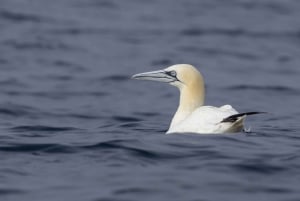 Lisbon: Dolphin Watching with Marine Biologist