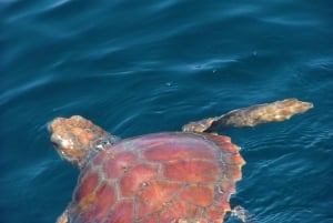 Lisbon: Dolphin Watching with Marine Biologist