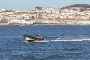 Lisbon: Dolphin Watching with Marine Biologist