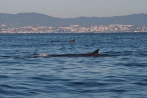 Lisbon: Dolphin Watching with Marine Biologist