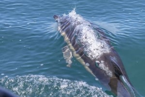 Lisbon: Dolphin Watching with Marine Biologist