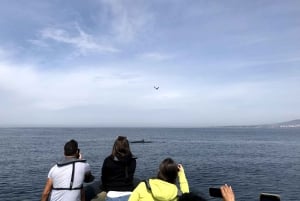 Lisbon: Dolphin Watching with Marine Biologist