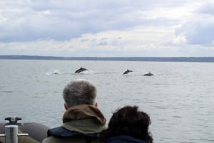 Lisbon: Dolphin Watching with Marine Biologist