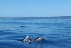 Lisbon: Dolphin Watching with Marine Biologist