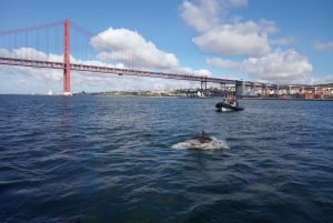 Lisbon: Dolphin Watching with Marine Biologist