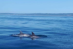 Lisbon: Dolphin Watching with Marine Biologist