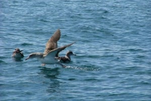 Lisbon: Dolphin Watching with Marine Biologist