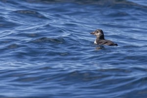 Lisbon: Dolphin Watching with Marine Biologist