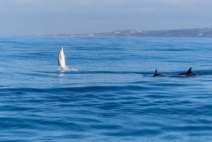 Lisbon: Dolphin Watching with Marine Biologist