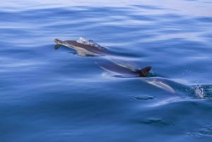 Lisbon: Dolphin Watching with Marine Biologist