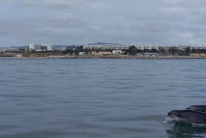 Lisbon: Dolphin Watching with Marine Biologist