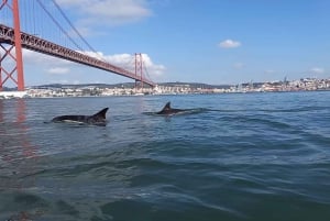 Lisbon: Dolphin Watching with Marine Biologist