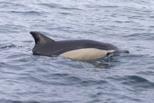 Lisbon: Dolphin Watching with Marine Biologist