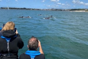 Lisbon: Dolphin Watching Boat Tour