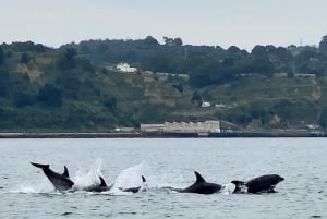 Lisbon: Dolphin Watching Boat Tour