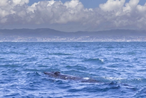 Lisbon: Dolphin Watching Boat Tour