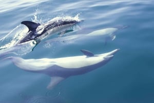 Lisbon: Dolphin Watching Boat Tour