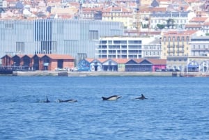 Lisbon: Dolphin Watching Boat Tour