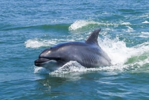 Lisbon: Dolphin Watching Boat Tour