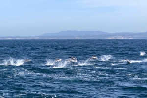 Lisbon: Dolphin Watching Boat Tour