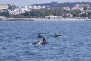 Lisbon: Dolphin Watching Boat Tour