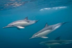 Lisbon: Dolphin Watching Boat Tour