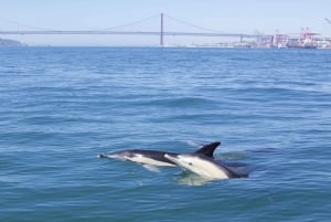 Lisbon: Dolphin Watching Boat Tour