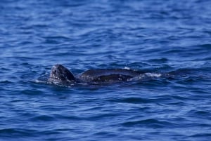 Lisbon: Dolphin Watching Boat Tour