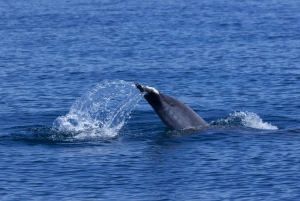 Lisbon: Dolphin Watching Boat Tour