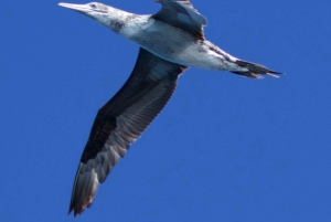 Lisbon: Dolphin Watching Boat Tour