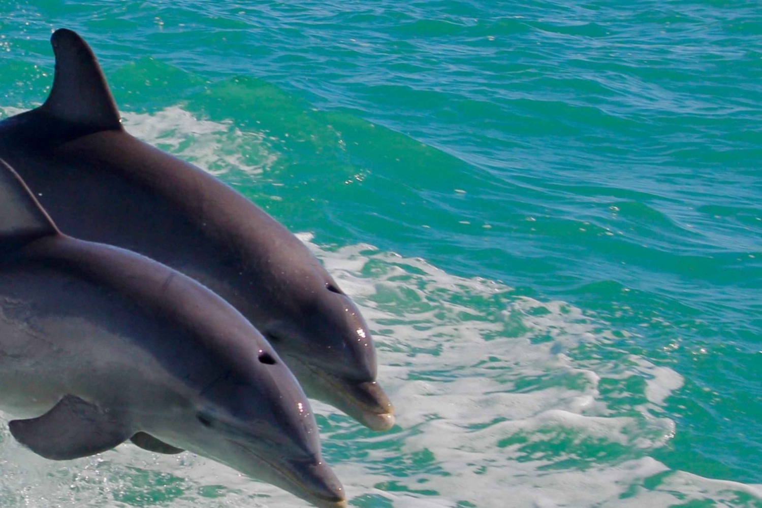 Lisbon: Tagus River Dolphin Watching Boat Trip
