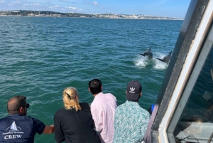 Lisbon: Tagus River Dolphin Watching Boat Trip