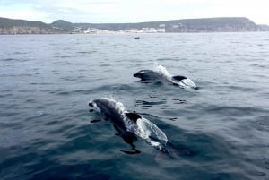 Lisbon: Dolphin Watching in Arrábida Natural Park