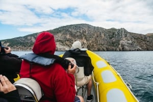 Lisbon: Dolphin Watching in Arrábida Natural Park