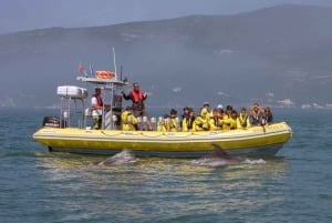 Lisbon: Dolphin Watching in Arrábida Natural Park