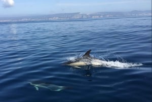 Lisbon: Dolphin Watching in Arrábida Natural Park