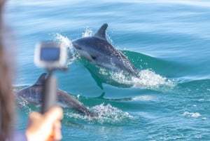 Lisbon: Dolphin Watching with Marine Biologist