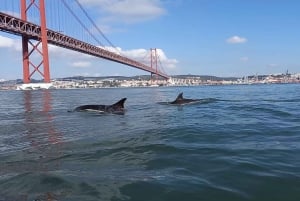 Lissabon: Delfinspotting med havbiolog