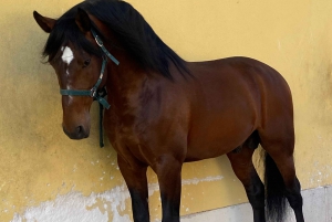 Lisbon: Morning of Equestrian Art with Lusitano Horses