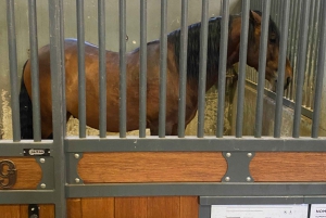 Lisbon: Morning of Equestrian Art with Lusitano Horses