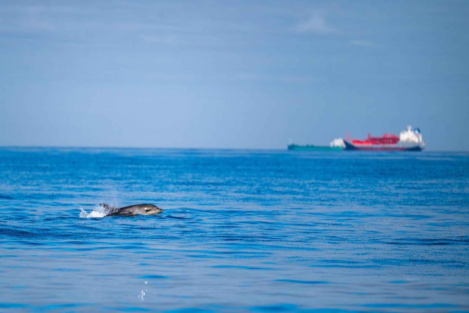Лиссабон: океанское сафари с морскими биологами