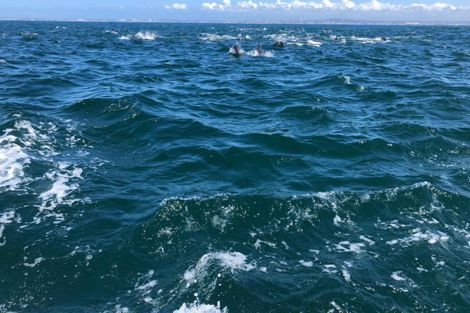 Лиссабон: океанское сафари с морскими биологами