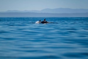 リスボン：海洋生物学者と 함께하는海洋サファリ
