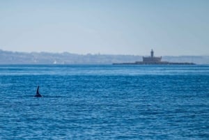 リスボン：海洋生物学者と 함께하는海洋サファリ